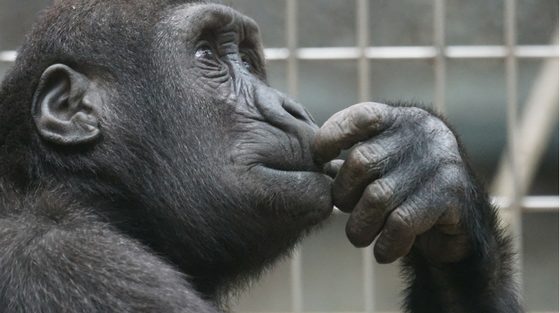 An ape sat down, appearing to be deep in thought, possibly contemplating who they are.