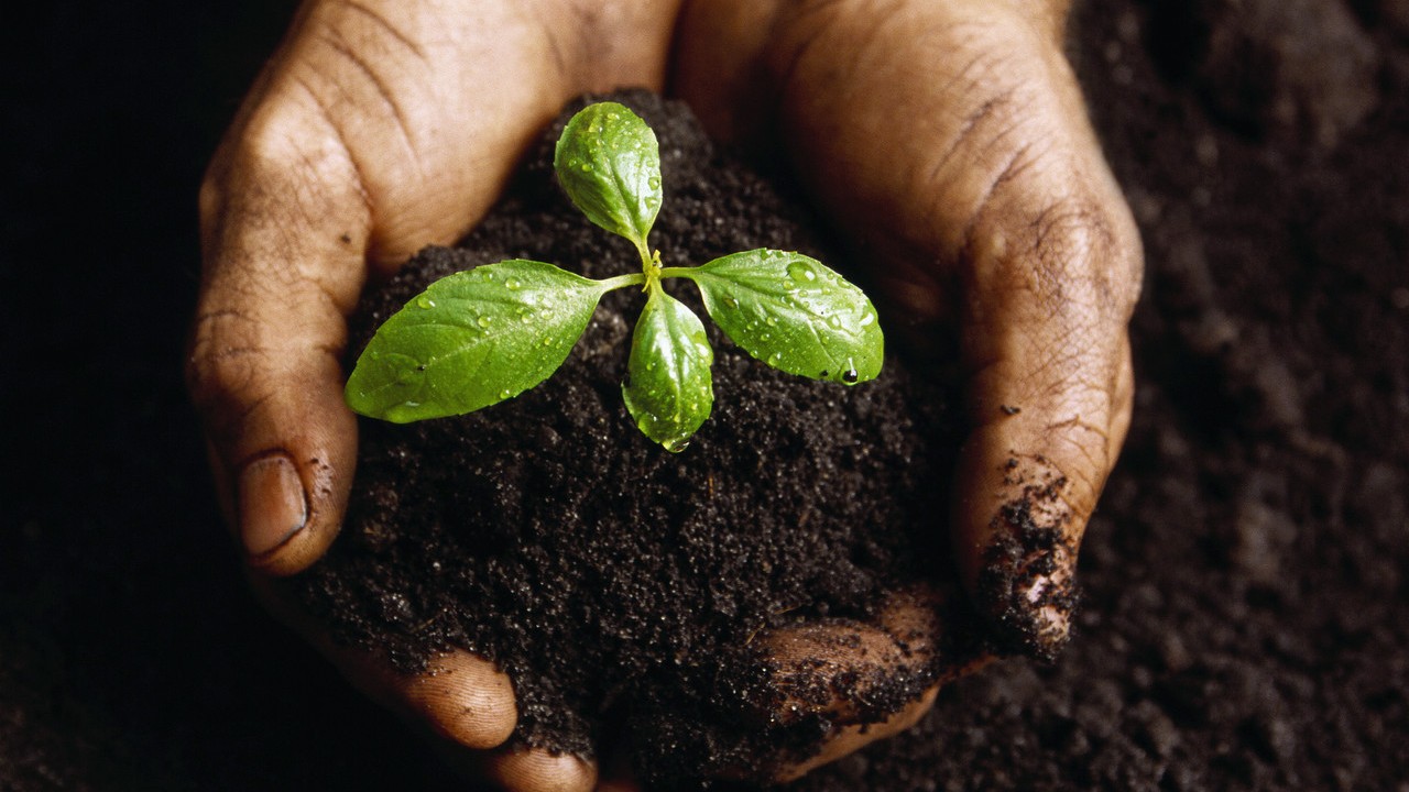Two hands holding soil with a small plant growing out as a visual representation of the role of marketing to deliver business growth.